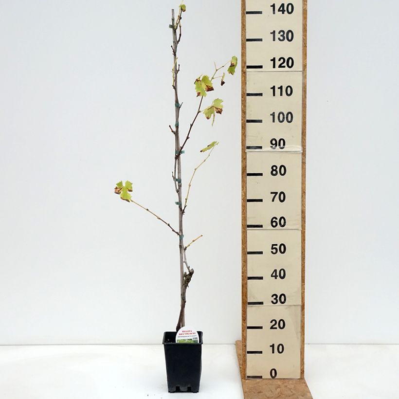Spécimen de Vigne de table Regina dei Vigneti - Vitis vinifera Pot de 1,5L/2L tel que livré en automne