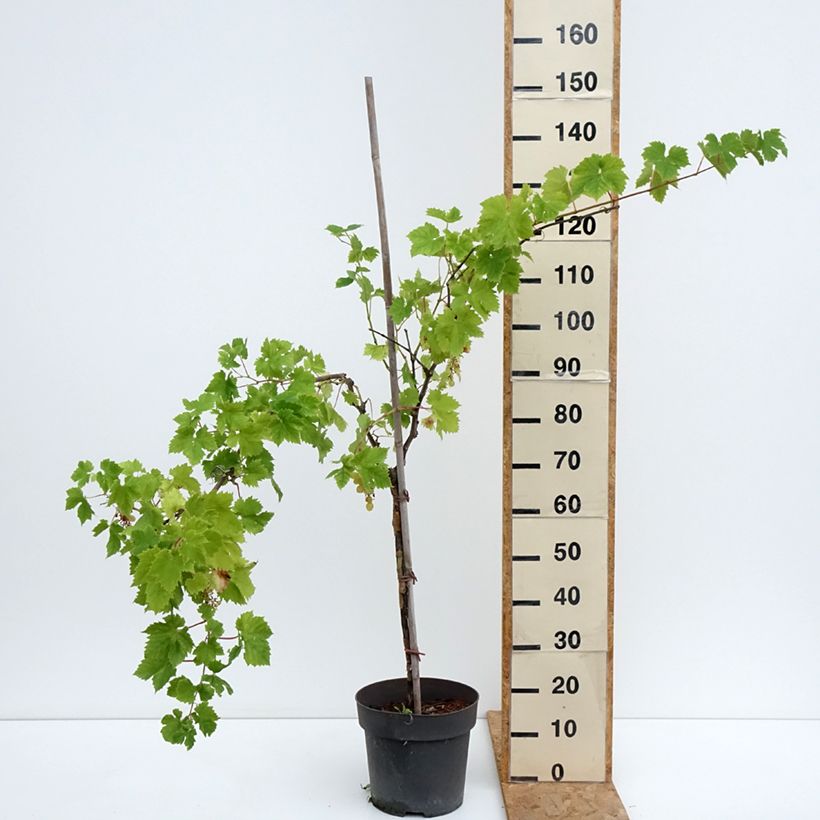 Spécimen de Vigne de table Rhea - Vitis vinifera Pot de 7,5L/10L, Tige, Tige de 70 cm tel que livré en été
