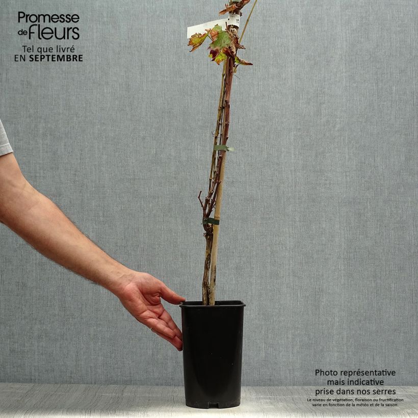 Spécimen de Vigne de table Roi des Précoces Pot de 2L/3L tel que livré en automne