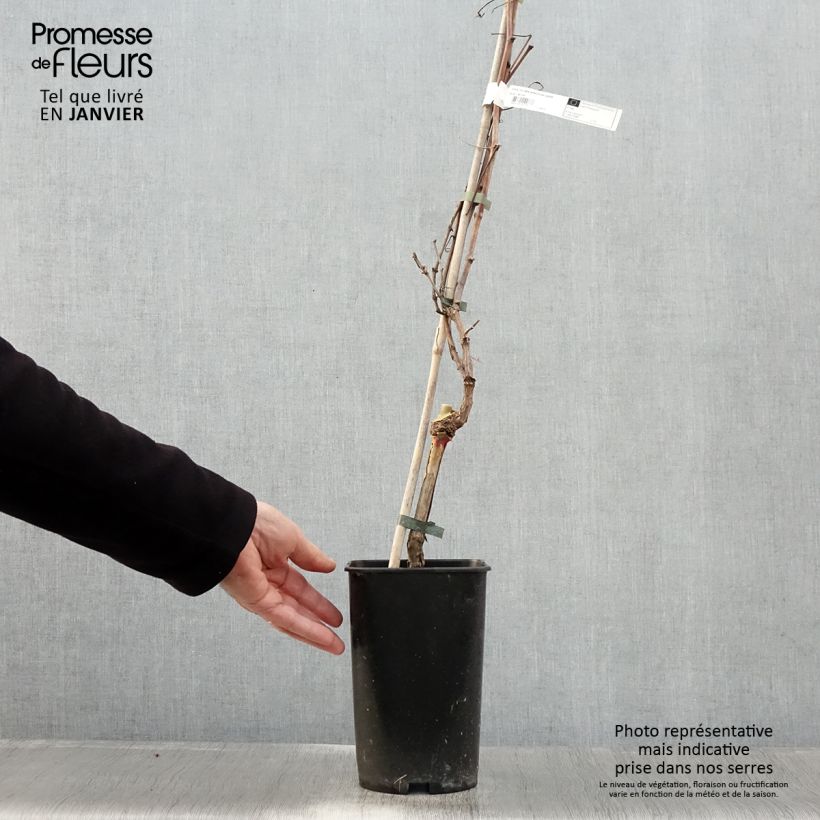 Spécimen de Vigne de table Roi des Précoces Pot de 2L/3L tel que livré en hiver