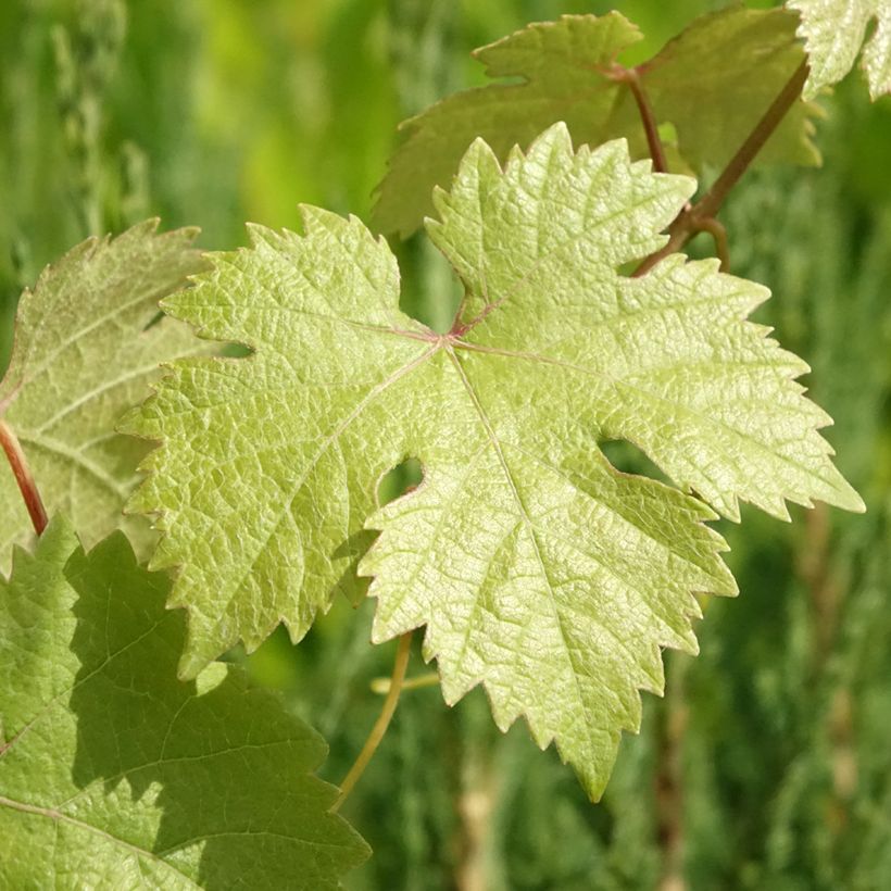 Vigne de table Roi des Précoces (Feuillage)