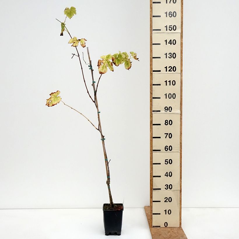 Spécimen de Vigne de table Topazia - Vitis hybrida Pot de 3L/4L tel que livré en automne