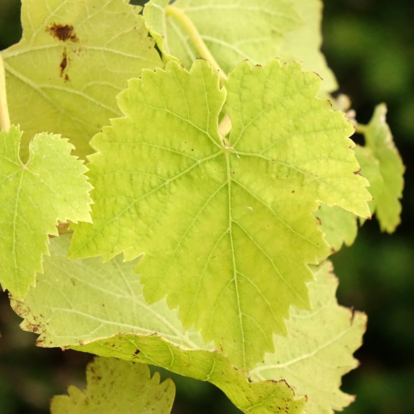 Vigne de table Vanessa - Vitis vinifera (Feuillage)