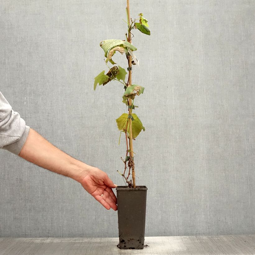 Spécimen de Vigne de table Vanessa - Vitis vinifera Pot de 2L/3L tel que livré en automne