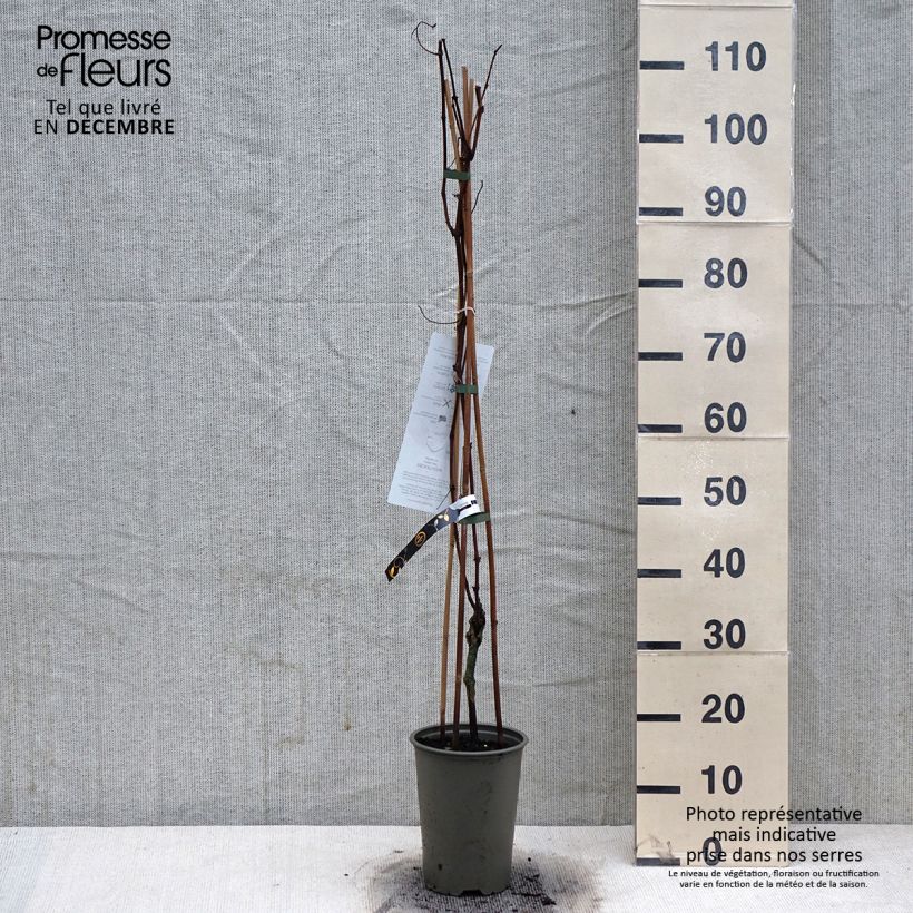 Spécimen de Vigne de table Vanessa - Vitis vinifera Pot de 2L/3L tel que livré en hiver
