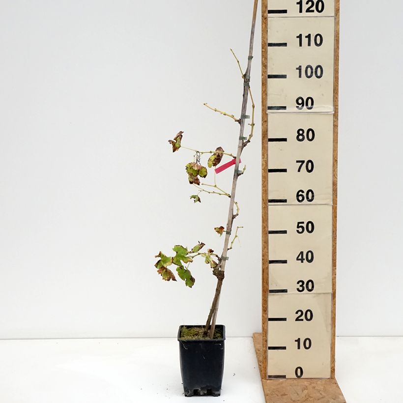 Spécimen de Vigne de table Vittoria, Victoria - Vitis vinifera Pot de 1,5L/2L tel que livré en automne