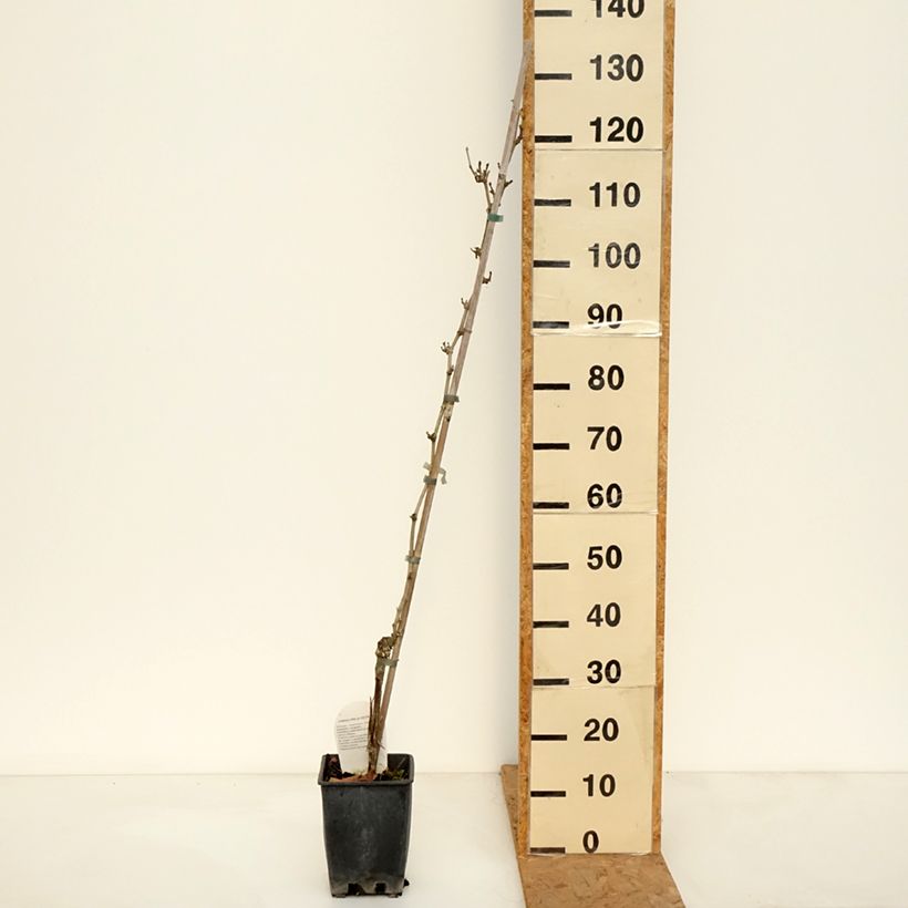 Spécimen de Vigne Delizia di Vaprio Pot de 3L/4L tel que livré en automne