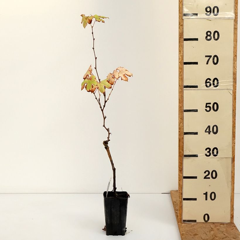 Spécimen de Vigne Dolcetto - Vitis vinifera Pot de 1,5L/2L tel que livré en automne