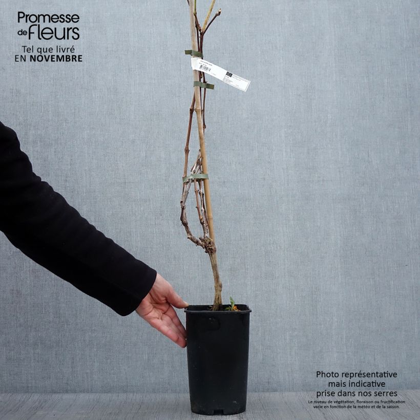 Spécimen de Vigne Exalta Pot de 2L/3L tel que livré en automne