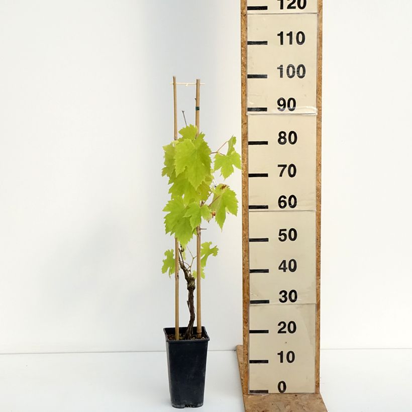 Spécimen de Vigne Exalta Pot de 2L/3L tel que livré en été
