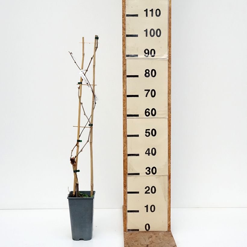 Spécimen de Vigne Exalta Pot de 2L/3L tel que livré en hiver