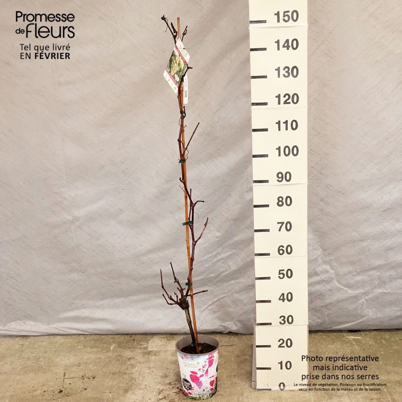 Spécimen de Vigne Fanny Pot de 4L/5L tel que livré en hiver