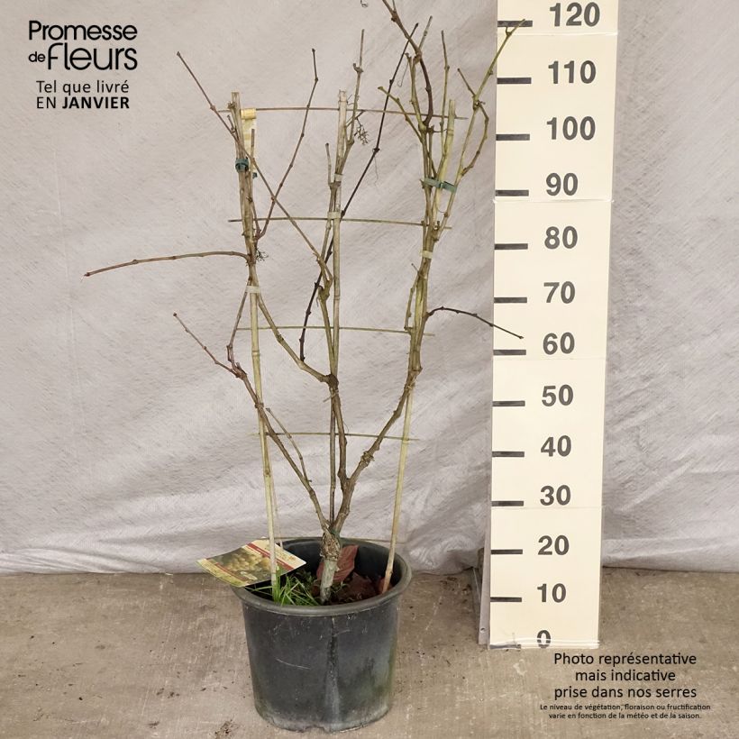 Spécimen de Vigne Fanny Pot de 12L/15L tel que livré en hiver