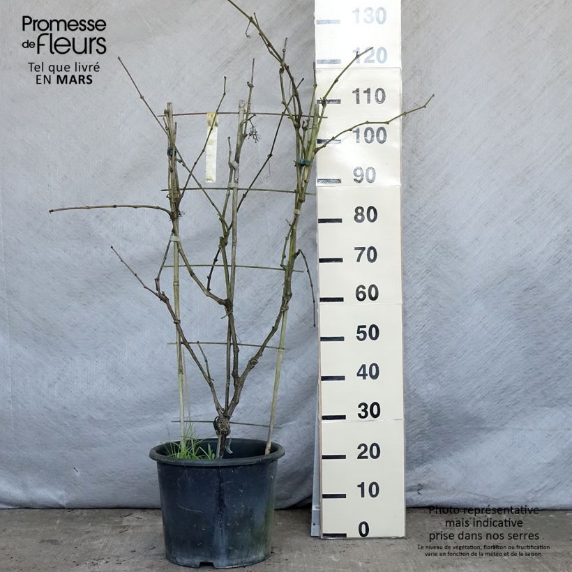 Spécimen de Vigne Fanny Pot de 12L/15L tel que livré au printemps