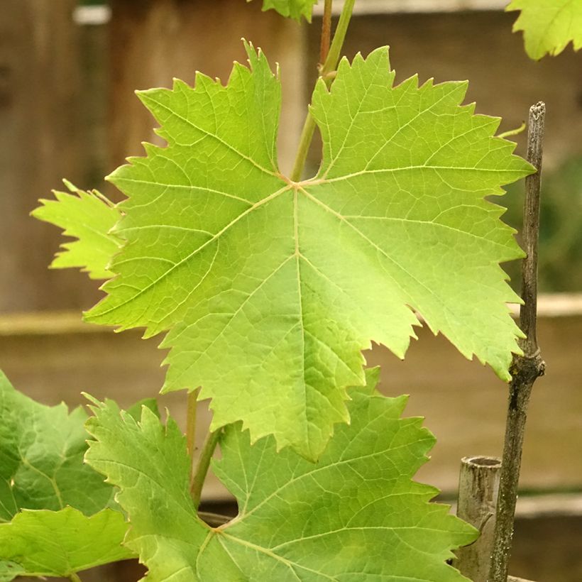 Vigne Fanny (Feuillage)