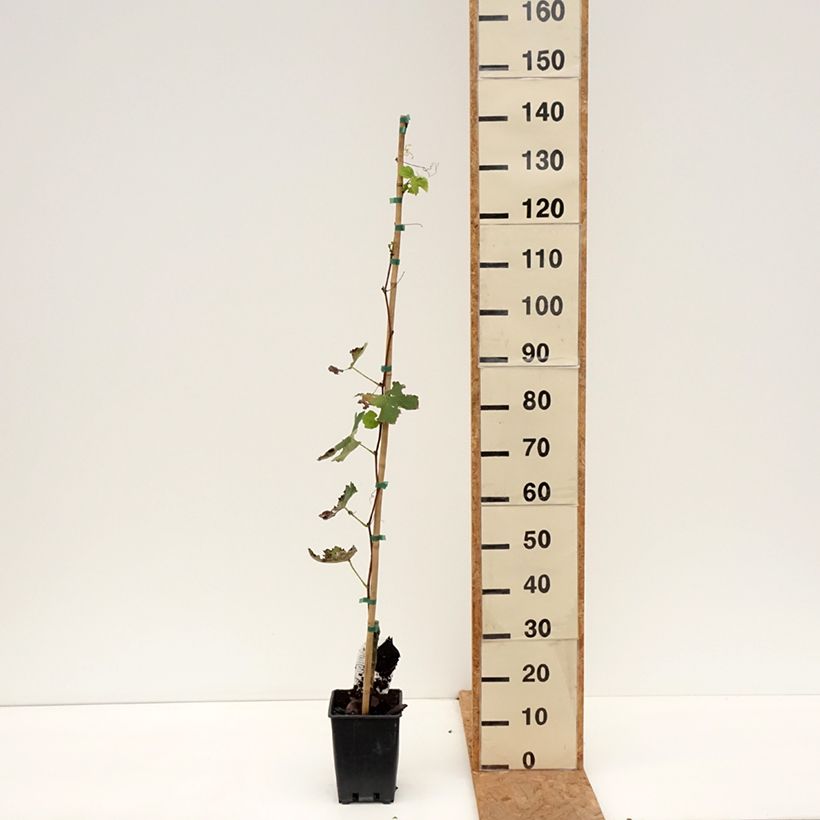 Spécimen de Vigne Fragola Bianca - Vitis vinifera Pot de 1,5L/2L, Tuteur tel que livré en automne