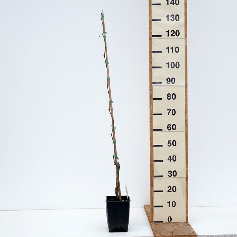 Spécimen de Vigne Fragola Nera Précoce - Raisin fraise Pot de 1,5L/2L tel que livré en hiver