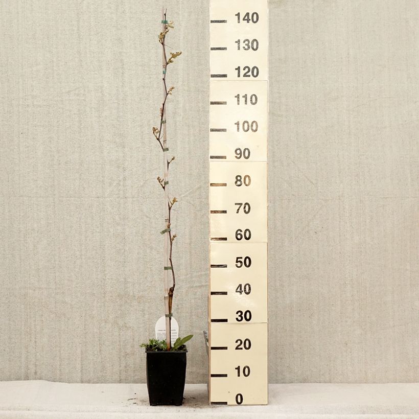 Spécimen de Vigne Fragola Nera - Raisin fraise Pot de 4L/5L, Tuteur tel que livré au printemps