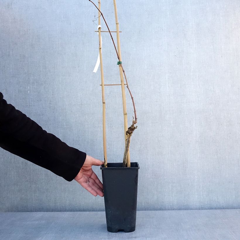 Spécimen de Vigne Italia Pot de 1,5L/2L tel que livré en hiver