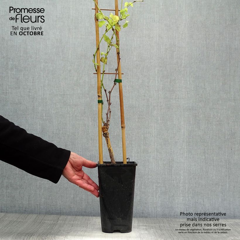 Spécimen de Vigne Italia Pot de 1,5L/2L tel que livré en automne