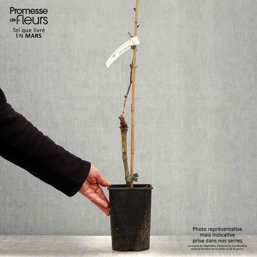 Spécimen de Vigne Marechal Foch - Vitis x vinifera Pot de 2L/3L tel que livré au printemps