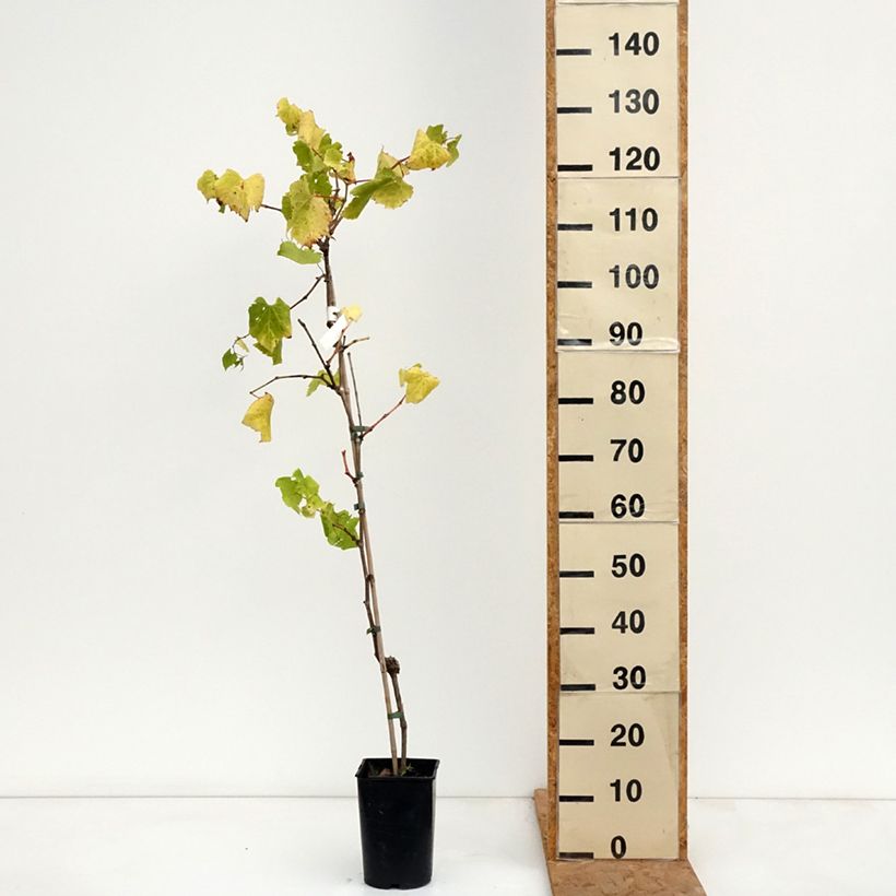 Spécimen de Vigne Marechal Foch - Vitis x vinifera Pot de 2L/3L tel que livré en automne