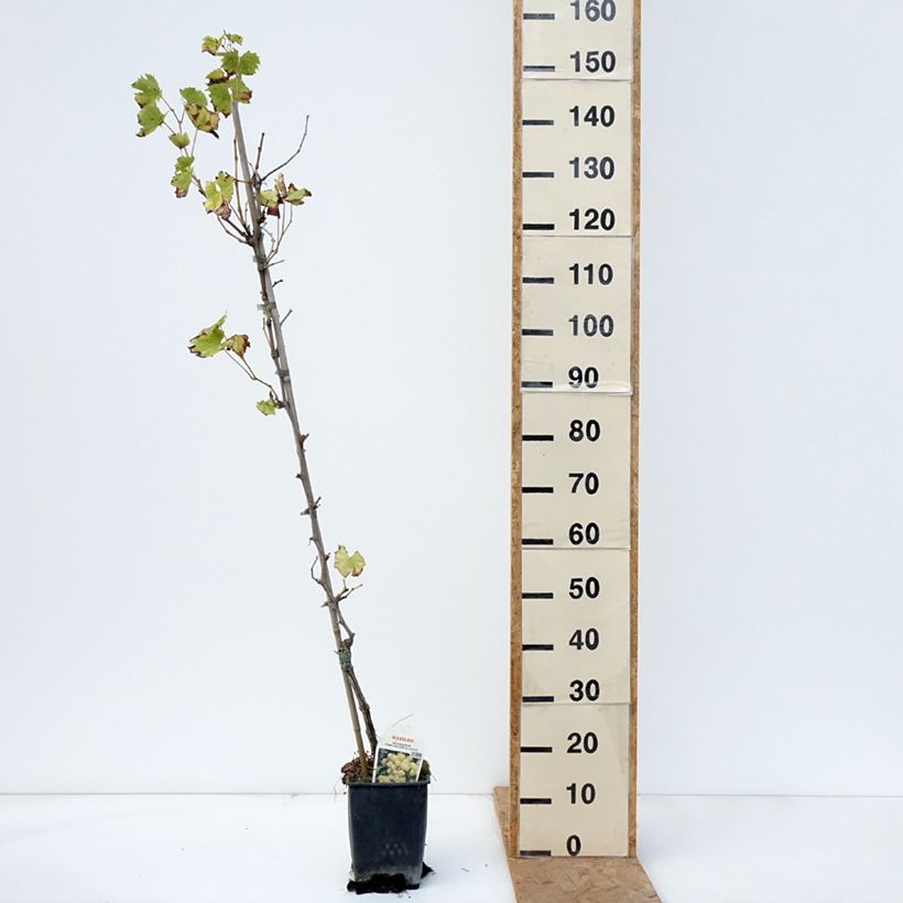 Spécimen de Vigne Matilde Pot de 3L/4L tel que livré en automne