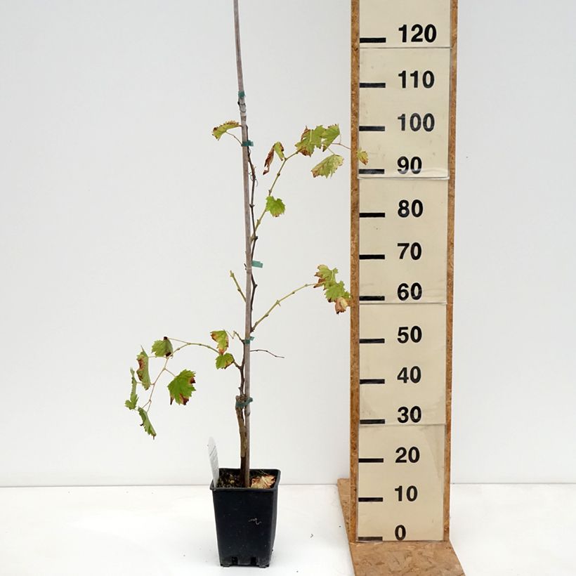 Spécimen de Vigne Moscato Monregalese - Vitis vinifera Pot de 1,5L/2L tel que livré en automne