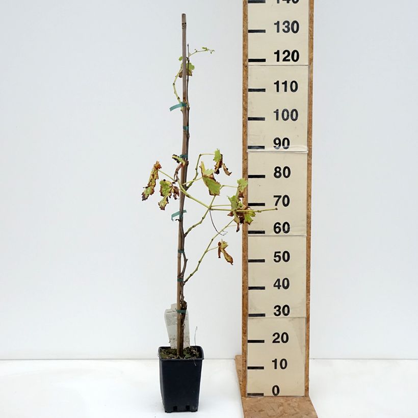 Spécimen de Vigne Moscato Terracina - Vitis vinifera Pot de 1,5L/2L tel que livré en automne