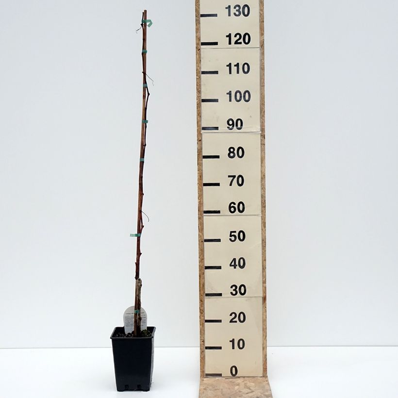 Spécimen de Vigne Moscato Terracina - Vitis vinifera Pot de 1,5L/2L tel que livré en hiver