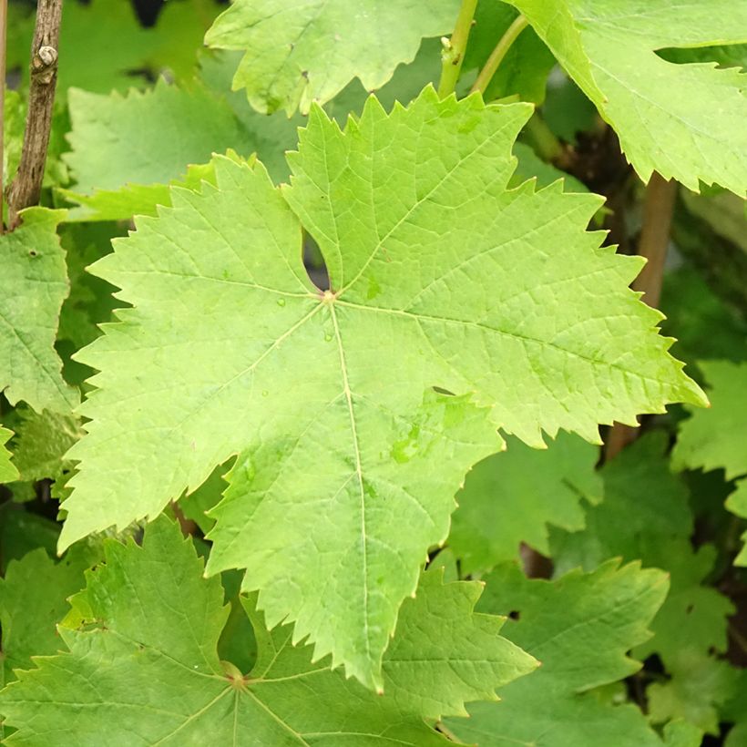 Vigne Muscat d'Alexandrie (Feuillage)