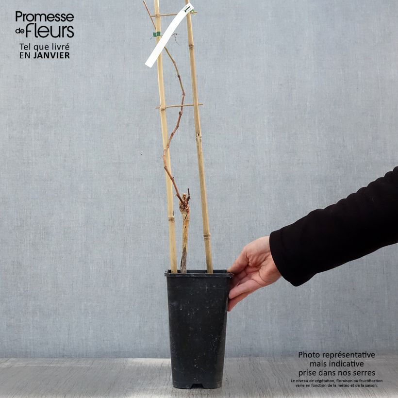 Spécimen de Vigne Muscat de Hambourg Pot de 1,5L/2L tel que livré en hiver