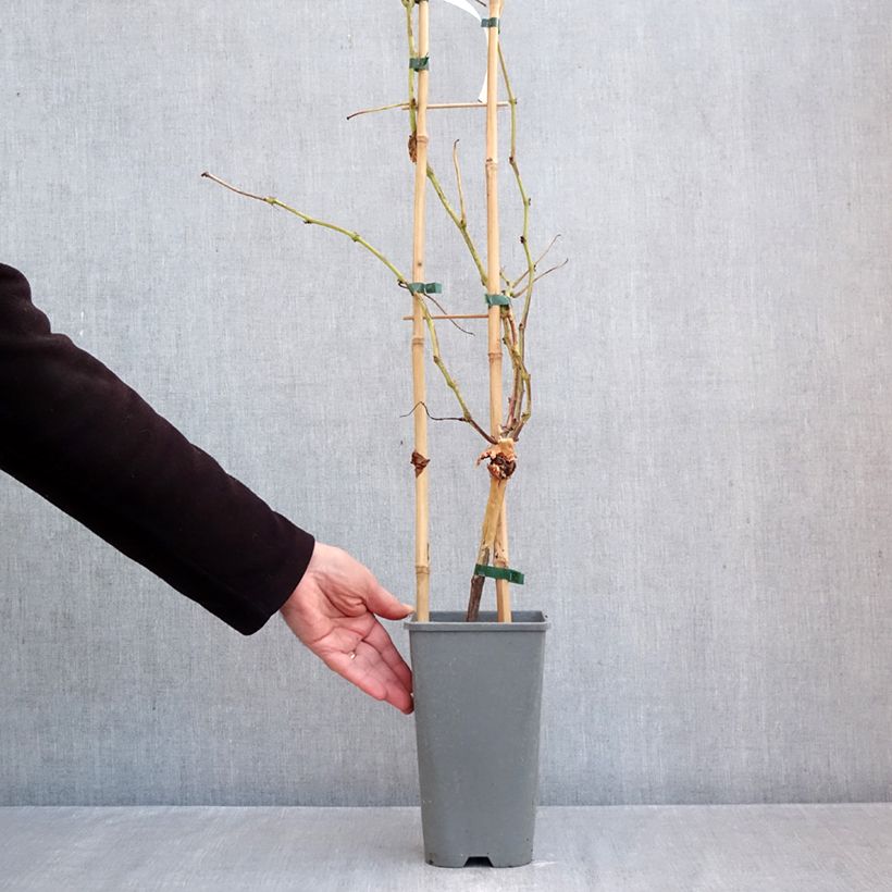 Spécimen de Vigne Muscat Rouge De Madere Pot de 2L/3L tel que livré en automne