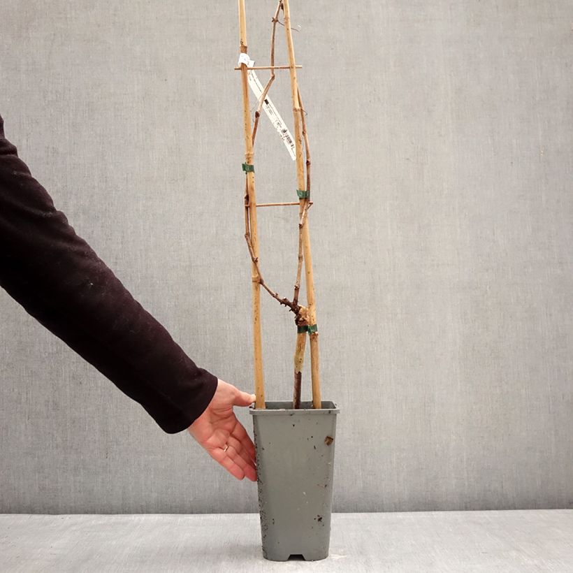 Spécimen de Vigne Muscat Rouge De Madere Pot de 2L/3L tel que livré en hiver