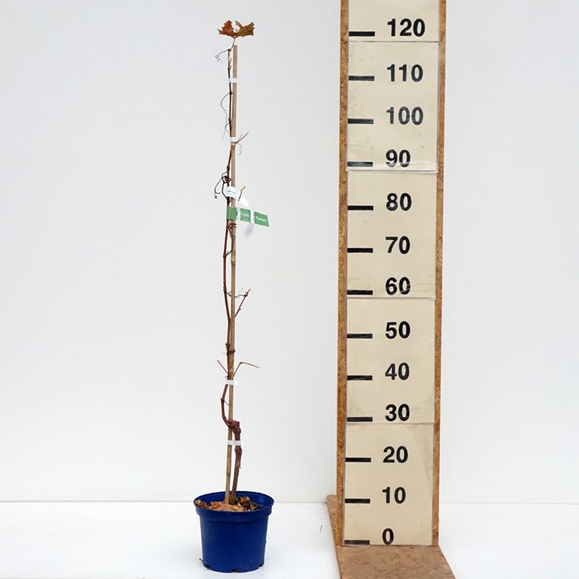 Spécimen de Vigne Nathy-Sauvignac Vign'Happy Fruitality Pot de 3L/4L tel que livré en automne