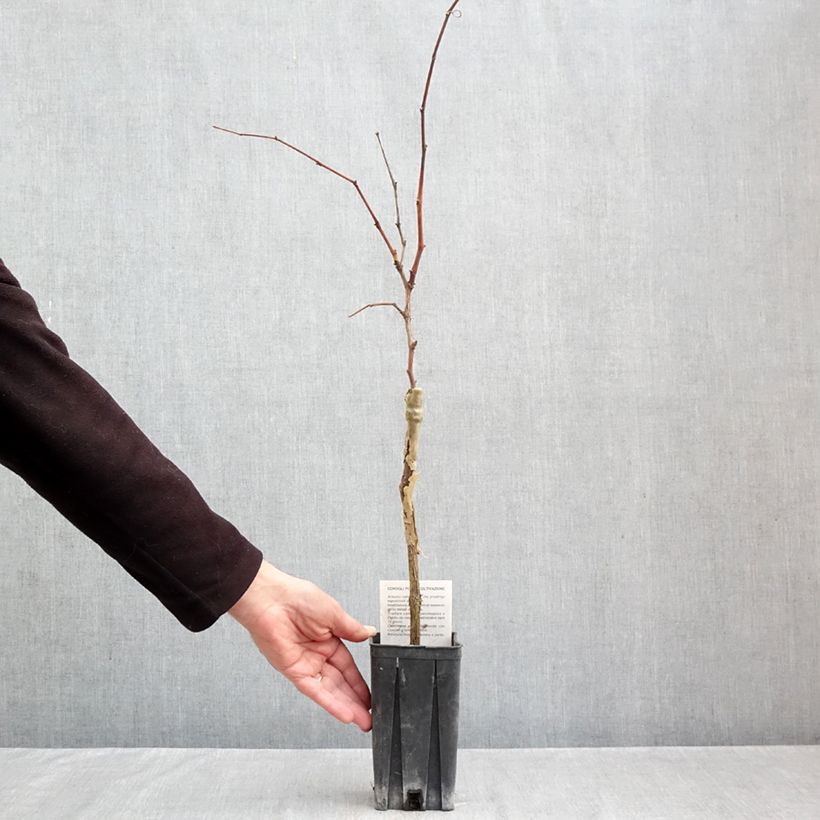 Spécimen de Vigne Nebbiolo - Vitis vinifera Pot de 1,5L/2L tel que livré en automne