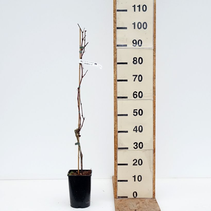 Spécimen de Vigne New York Muscat - Vitis vinifera  Pot de 2L/3L tel que livré en hiver