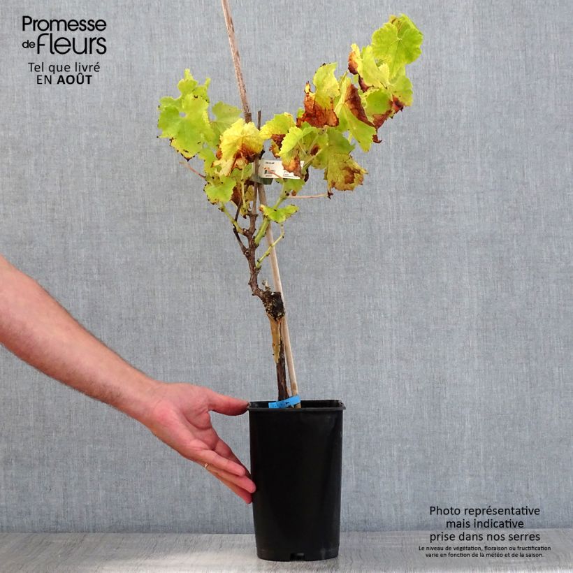 Spécimen de Vigne Ora Pot de 2L/3L tel que livré en été