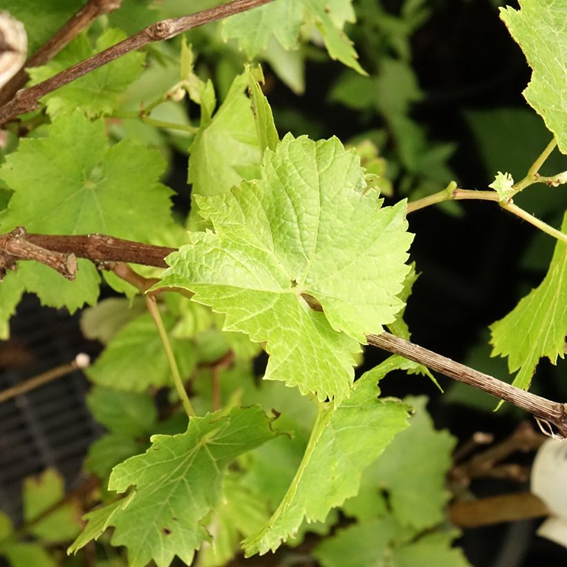 Vigne Perle de Csaba (Feuillage)