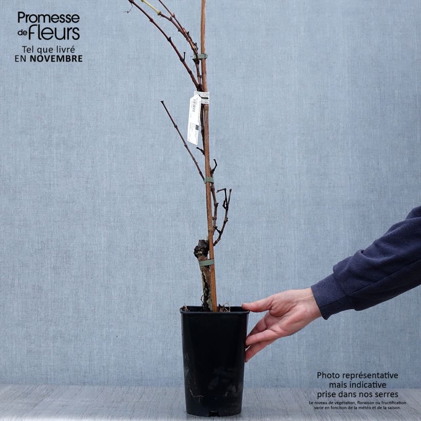 Spécimen de Vigne Perle de Csaba Pot de 1,5L/2L tel que livré en automne
