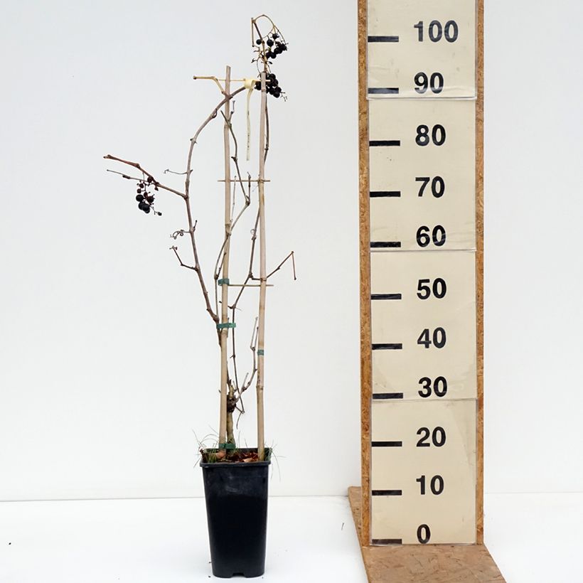 Spécimen de Vigne Petit Verdot Pot de 2L/3L tel que livré en automne