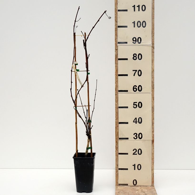 Spécimen de Vigne Petit Verdot Pot de 2L/3L tel que livré en hiver