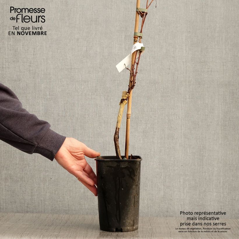 Spécimen de Vigne Pied de Perdrix Pot de 2L/3L tel que livré en automne