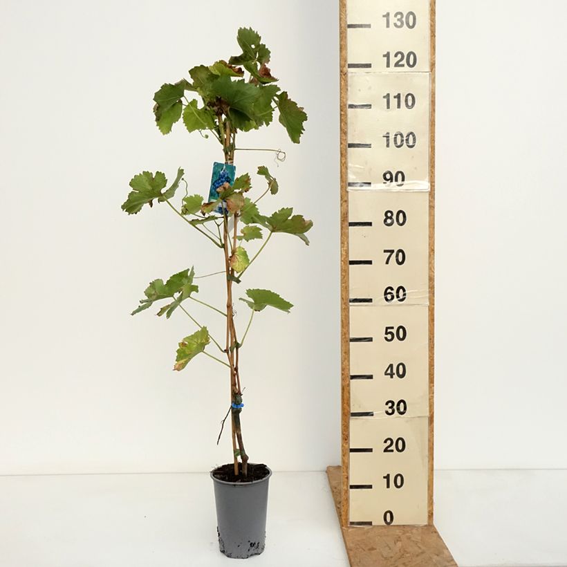 Spécimen de Vigne Regent - Vitis vinifera Pot de 2L/3L tel que livré en automne