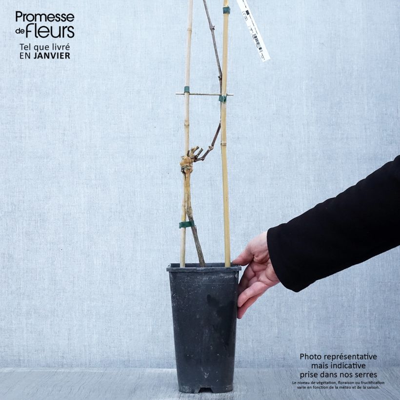Spécimen de Vigne Riesling - Vitis vinifera Pot de 1,5L/2L, Tuteur tel que livré en hiver