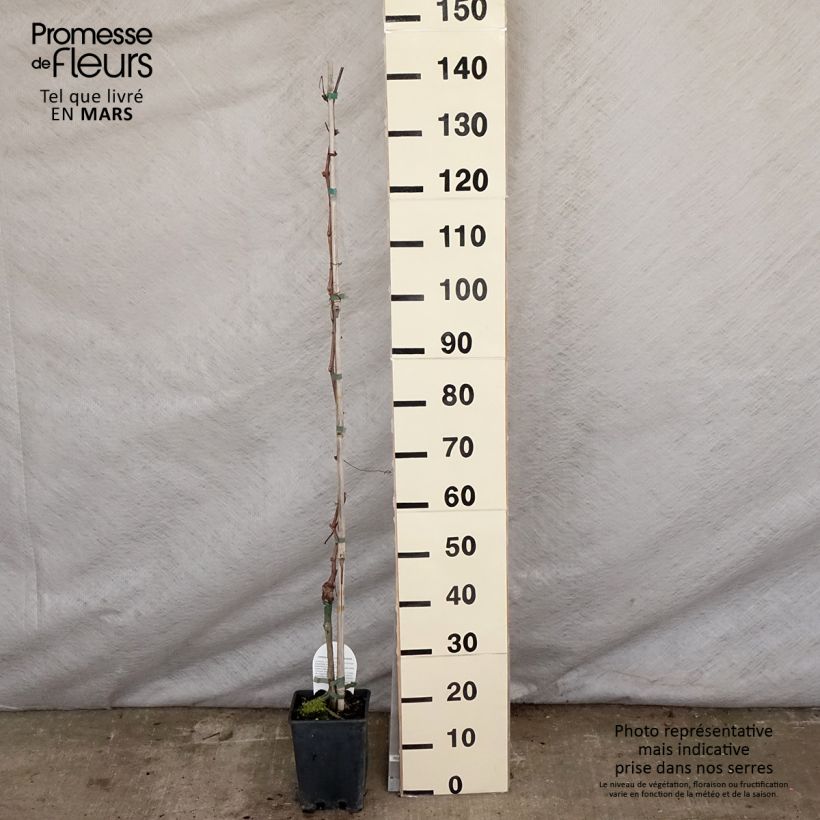 Spécimen de Vigne sans pépin Apirena rossa Pot de 3L/4L tel que livré au printemps