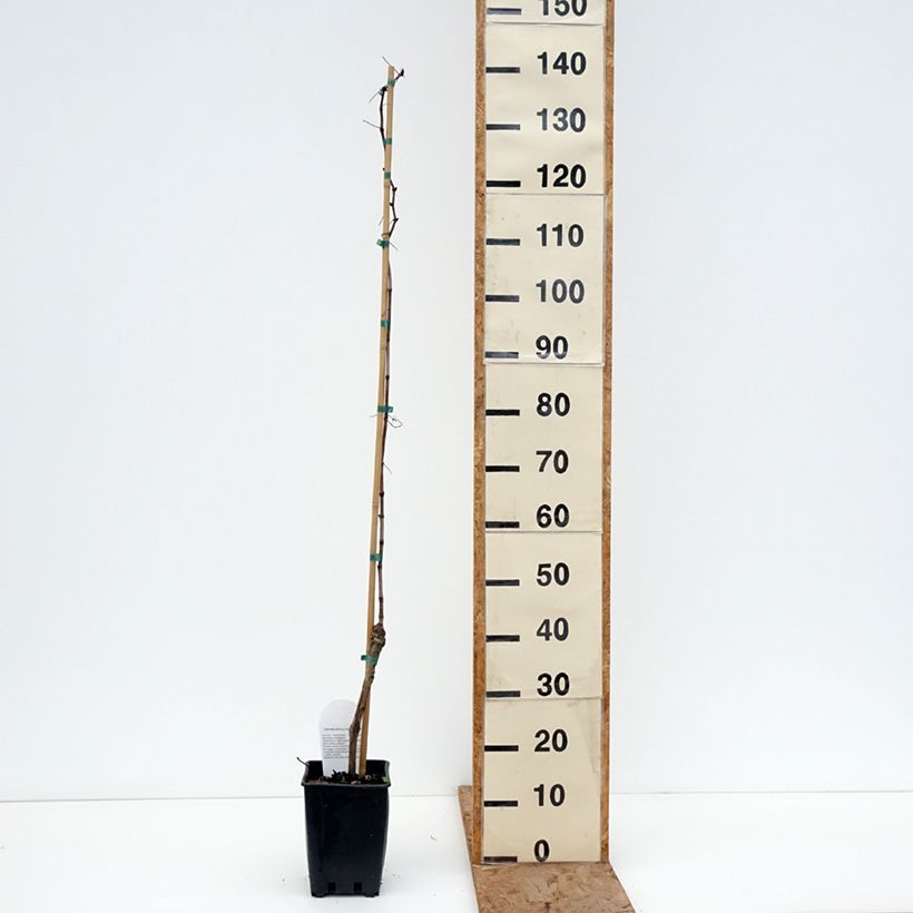 Spécimen de Vigne sans pépin Apirena Ametista Pot de 1,5L/2L tel que livré en hiver