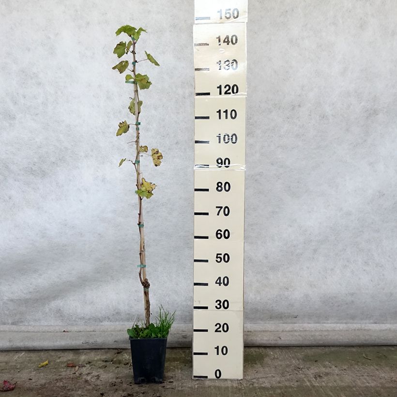 Spécimen de Vigne sans pépin Sultanica bianca - Sultanine Pot de 1,5L/2L tel que livré en automne