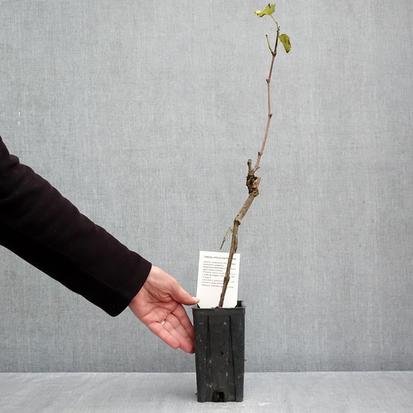 Spécimen de Vigne Sauvignon Blanc Pot de 1L/1,5L tel que livré en automne