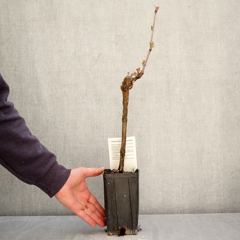 Spécimen de Vigne Sauvignon Blanc Pot de 1L/1,5L tel que livré au printemps